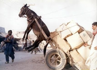 Donkey carrying a cart in the air