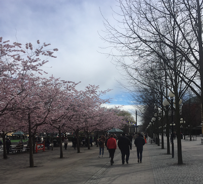 A reflective stroll through a beautiful spring Stockholm